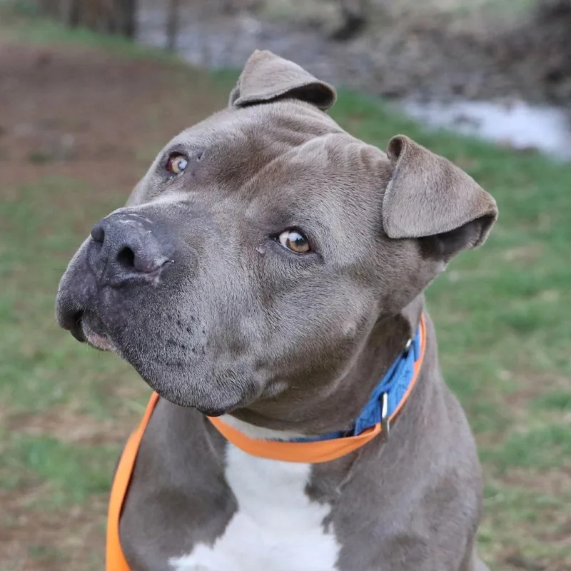 An adult large-sized male Gray / Blue / Silver Mixed Breed dog named Mr. Mertle for adoption in Allentown, PA