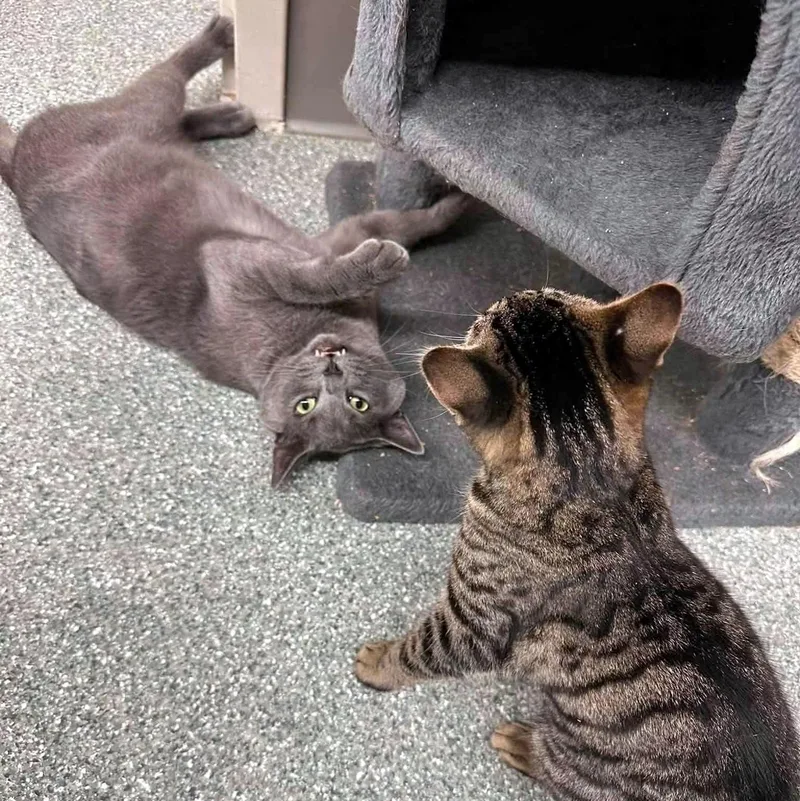 An adult medium-sized male Gray / Blue / Silver Domestic Short Hair cat named Duncan for adoption in Pittsburgh, PA