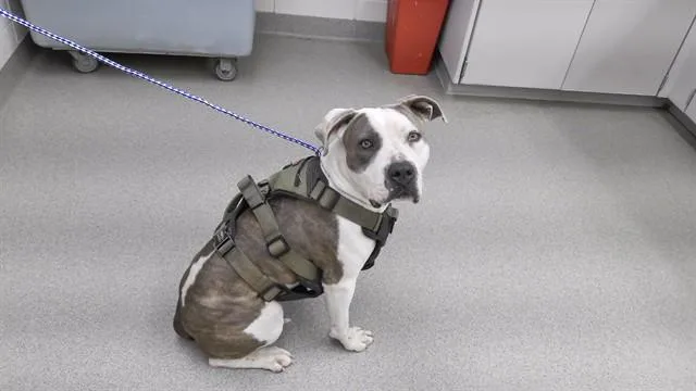 An adult medium-sized female Boxer dog named Ursula for adoption in Omaha, NE