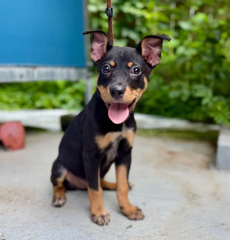 A baby small-sized female Mixed Breed dog named Jackie for adoption in Ellijay, GA