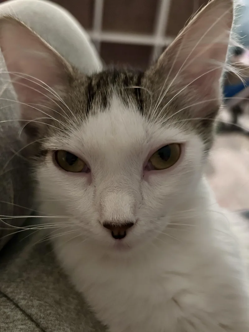A baby medium-sized female White Domestic Short Hair cat named Taylor for adoption in Austin, TX