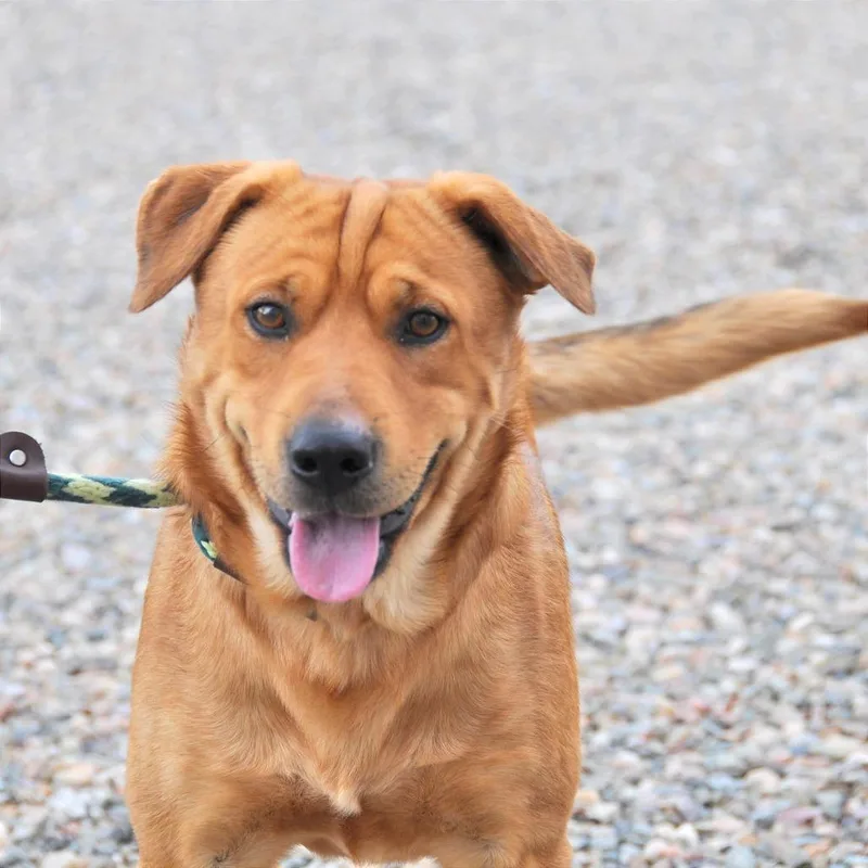 Clifford thumbnail 2