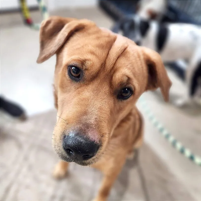 Clifford thumbnail 3