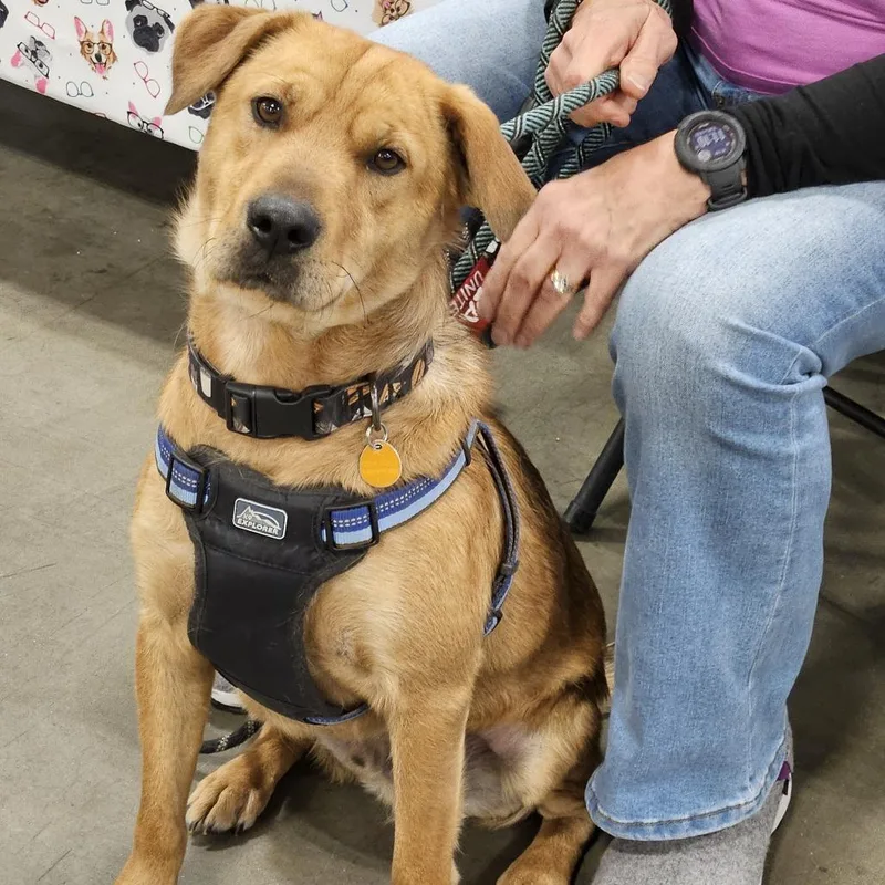 Clifford thumbnail 4