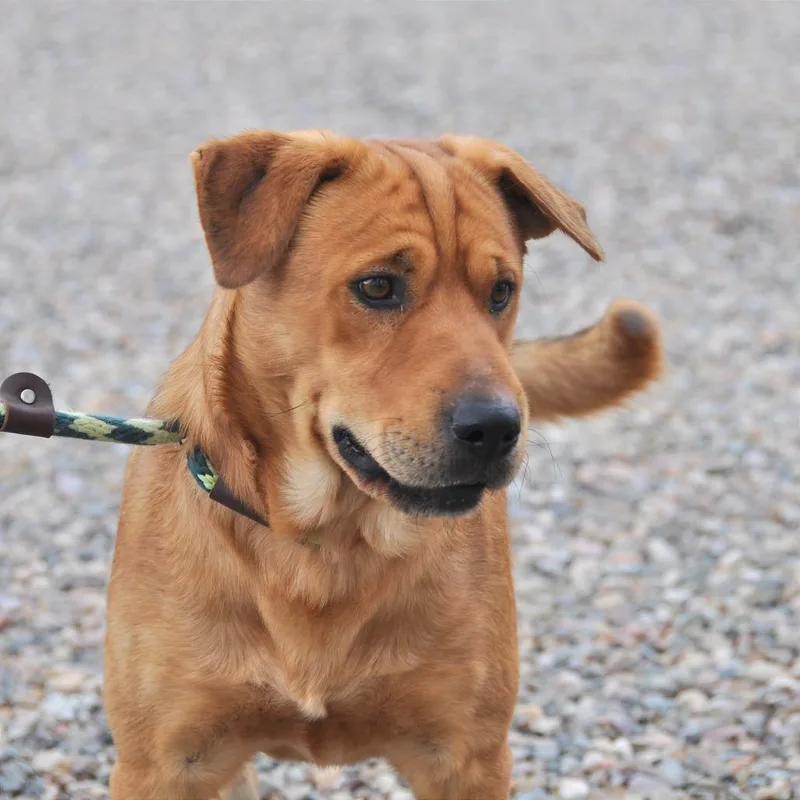 Clifford thumbnail 5