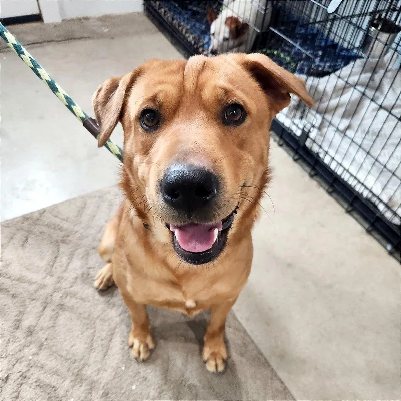 Clifford thumbnail 6