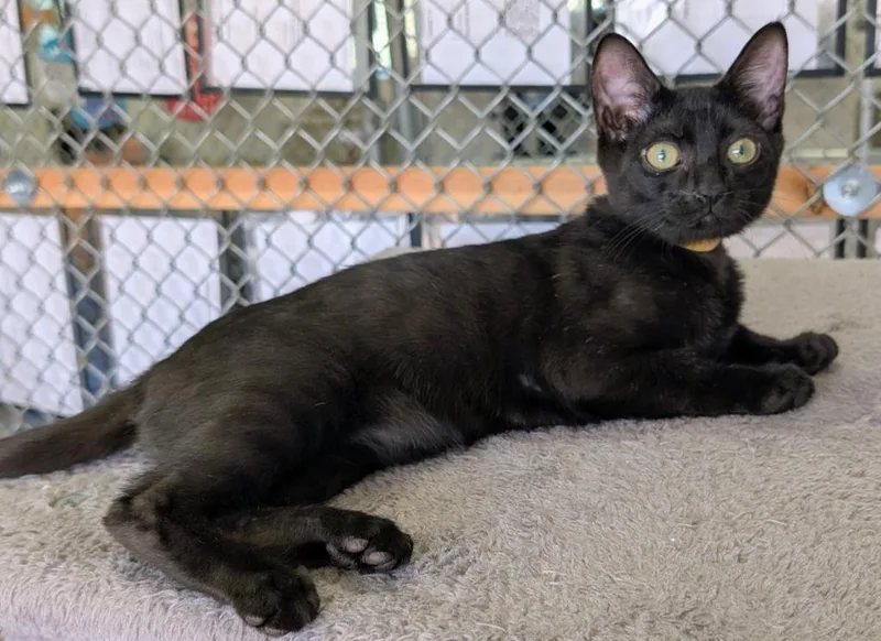 A baby medium-sized male Domestic Short Hair cat named Cholula for adoption in Peoria, AZ