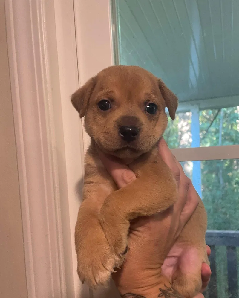 A baby medium-sized male Mixed Breed dog named Oak for adoption in Holly Springs, NC