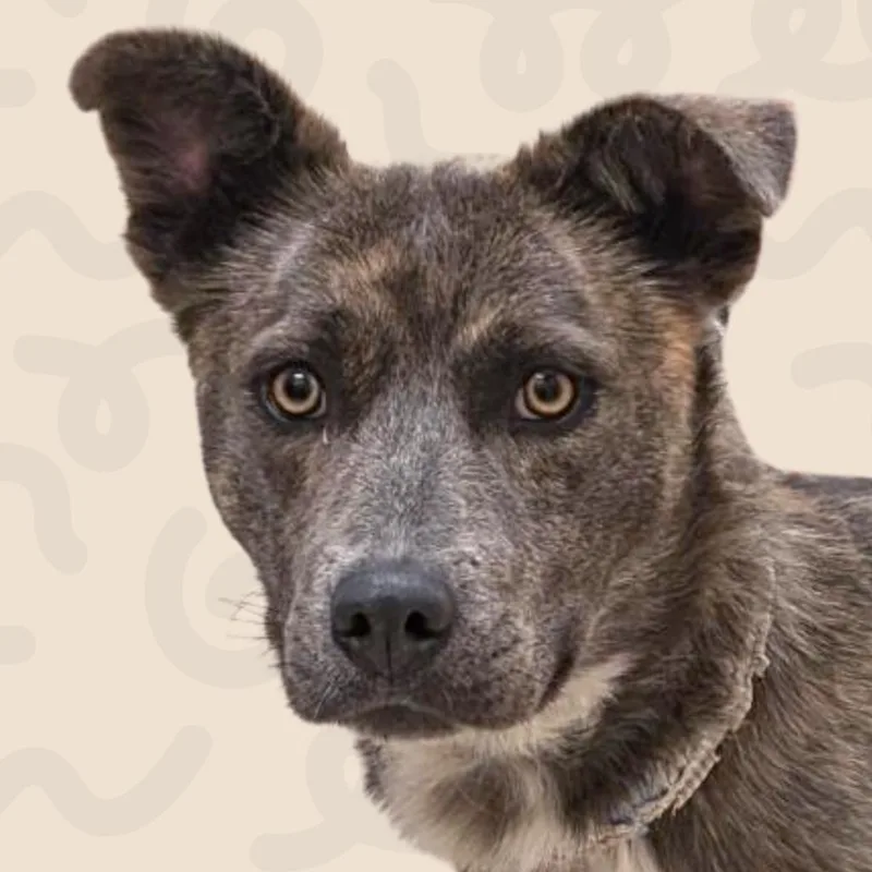 An adult medium-sized female Gray / Blue / Silver Cattle Dog dog named Ivy for adoption in Reno, NV