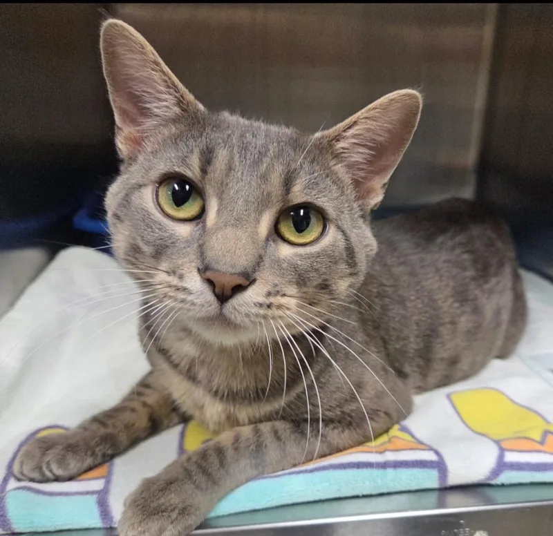 An adult medium-sized male Gray & White Domestic Short Hair cat named Emmett for adoption in Sewaren, NJ