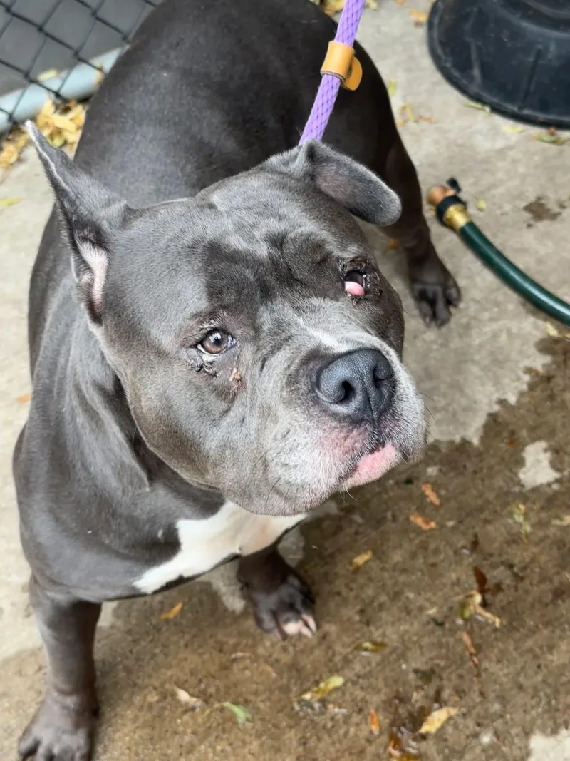 An adult medium-sized female Black Pit Bull Terrier dog named Grenadine for adoption in Chicago, IL