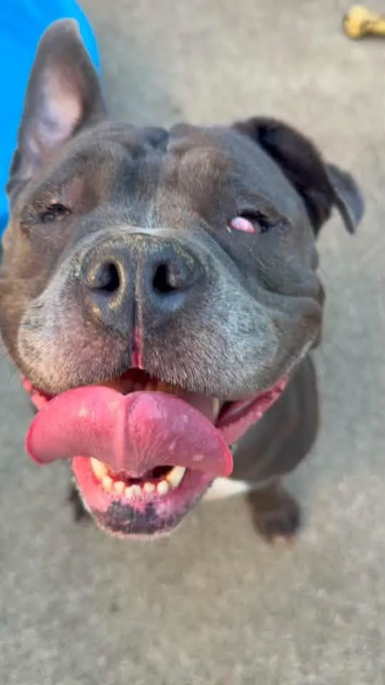 Grenadine thumbnail 3