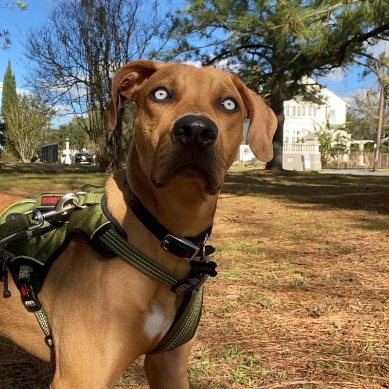 A senior large-sized female Brown / Chocolate Redbone Coonhound dog named Luna for adoption in New Orleans, LA