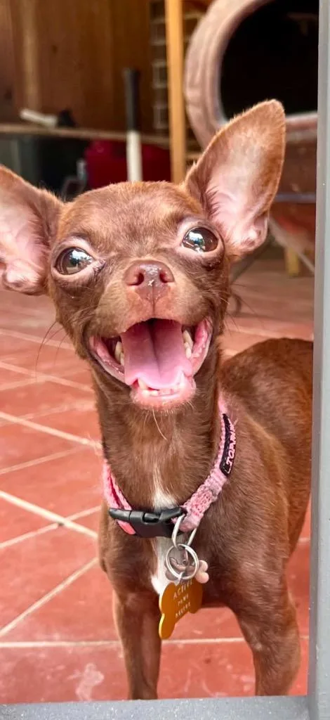 A young small-sized female Chihuahua dog named Sugar for adoption in CONROE, TX