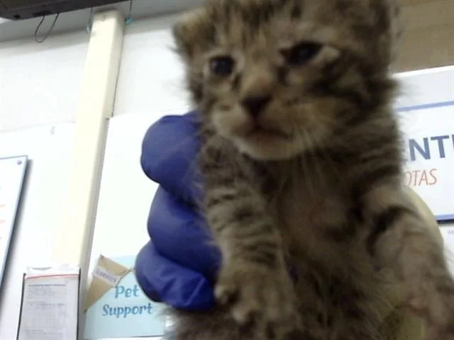 A baby medium-sized female Domestic Medium Hair cat named Bernadette for adoption in Dallas, TX