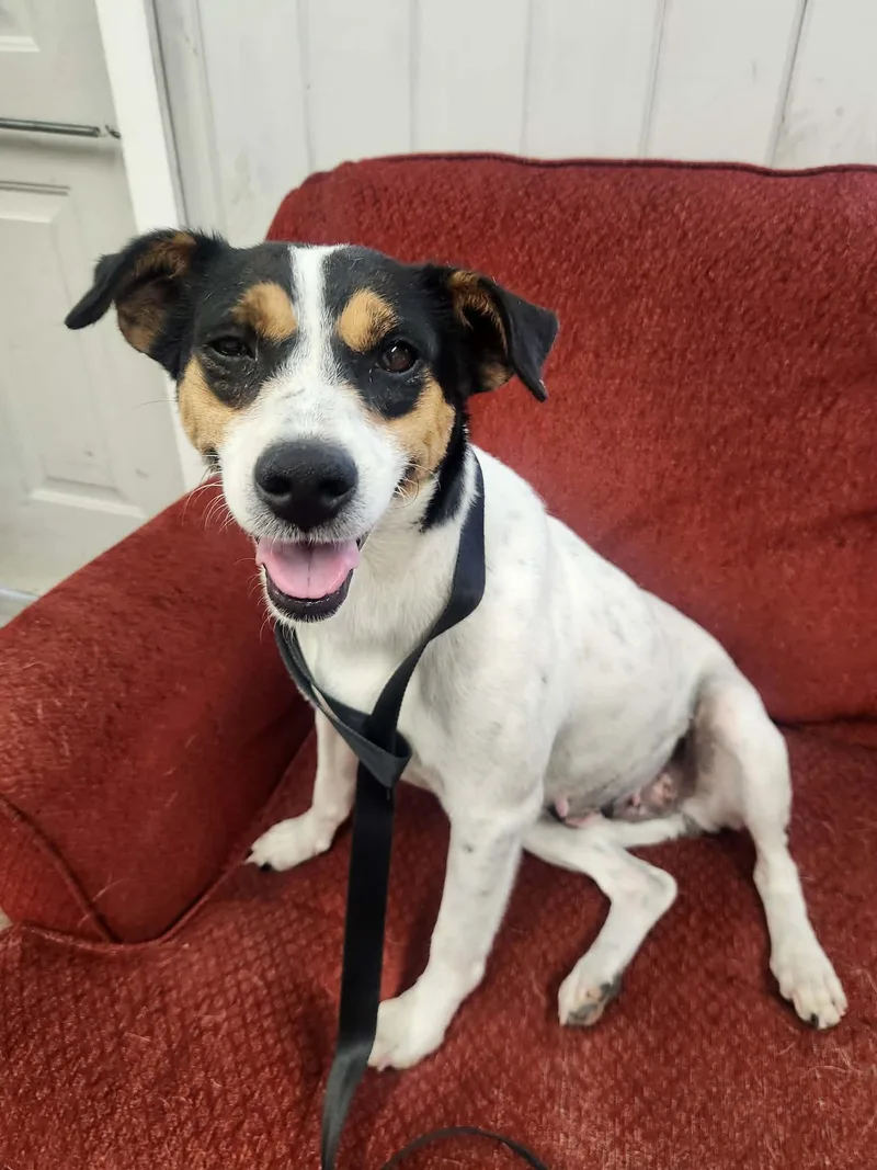An adult medium-sized female Tricolor (Brown, Black, & White) Rat Terrier dog named Lacey for adoption in Tylertown, MS