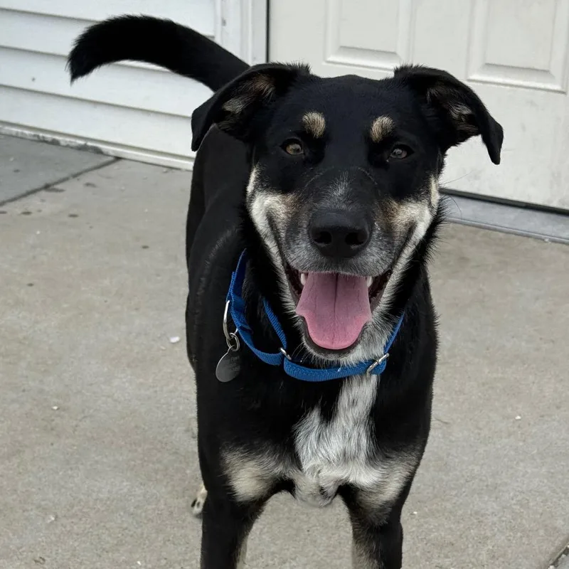 An adult medium-sized male Black Mixed Breed dog named Mongoose for adoption in St. Peters, MO