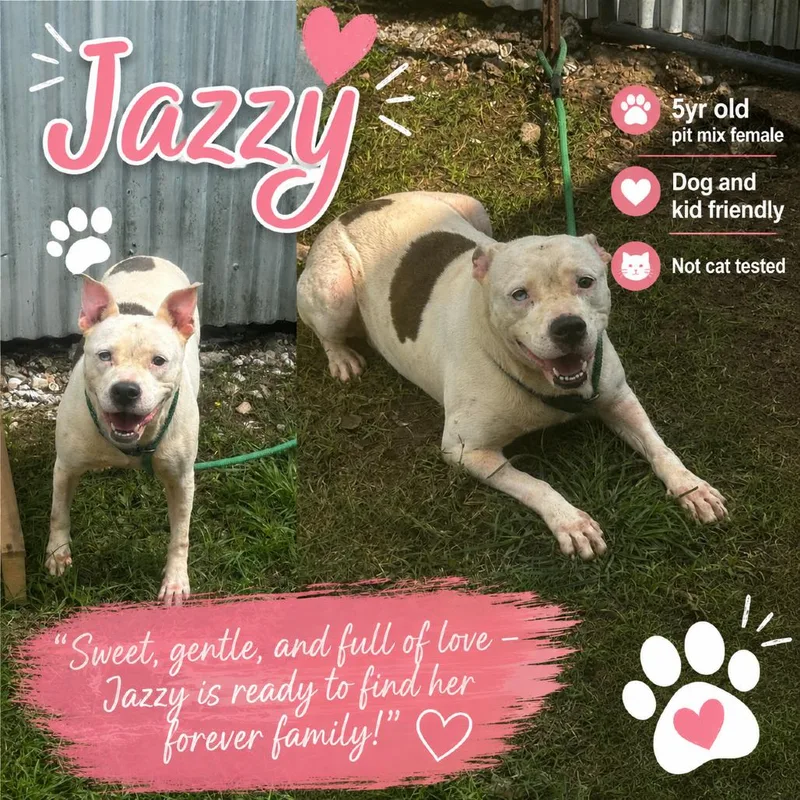 An adult large-sized female White / Cream Pit Bull Terrier dog named Jazzy for adoption in Anahuac, TX