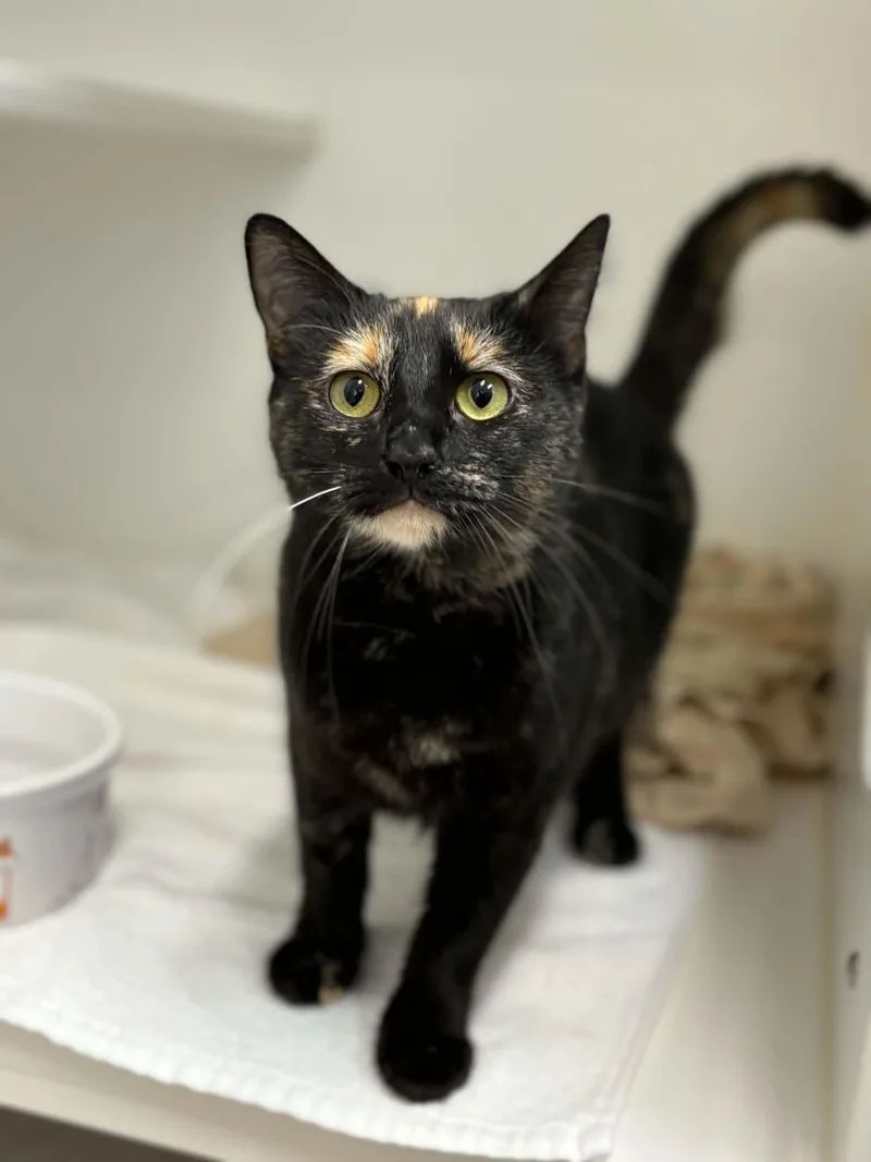 A young medium-sized female Tortoiseshell Domestic Short Hair cat named Starshine for adoption in Grants Pass, OR