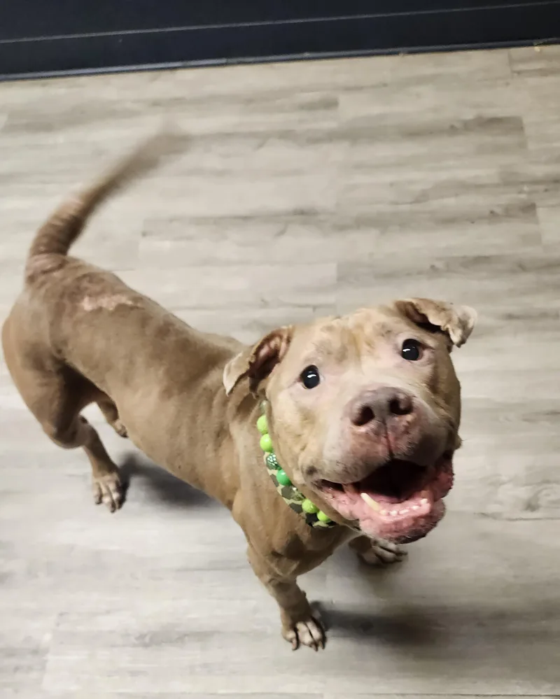 An adult medium-sized female Yellow / Tan / Blond / Fawn Pit Bull Terrier dog named Lime for adoption in Mansfield, OH