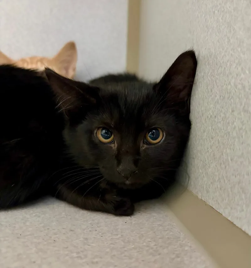 A baby medium-sized male Black Domestic Short Hair cat named Fred for adoption in Winter Haven, FL