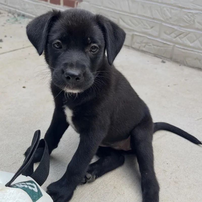 A baby medium-sized female Black Mixed Breed dog named Berry Pie for adoption in Fredericksburg, VA