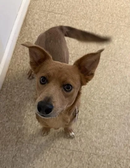 A young small-sized male Mixed Breed dog named Bowie for adoption in St. Anne, IL