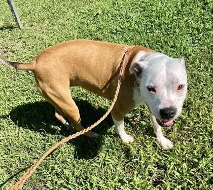 Harley Muffin thumbnail 2