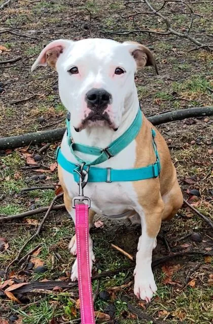 Harley Muffin thumbnail 3