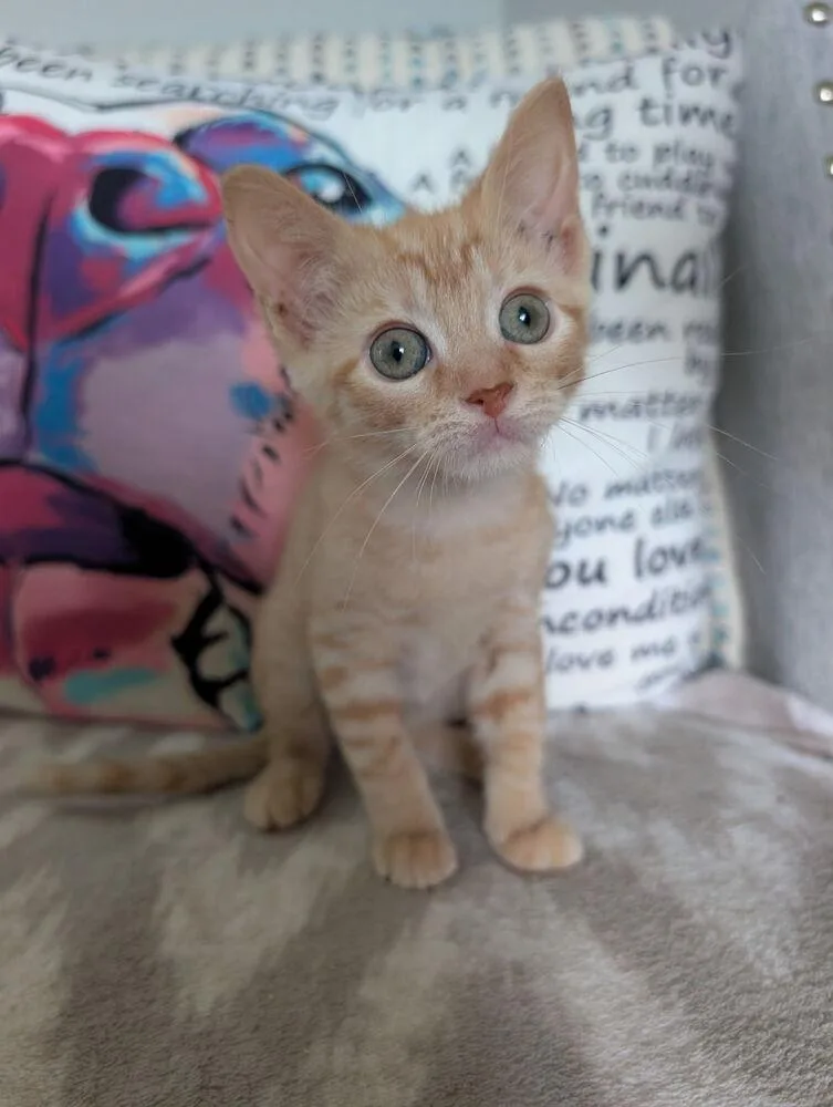 A baby medium-sized female Tabby (Orange / Red) Domestic Short Hair cat named Evelyn for adoption in Emerald Isle, NC