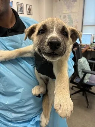 A baby small-sized female Hound dog named Spanish Moss for adoption in Fresno, CA