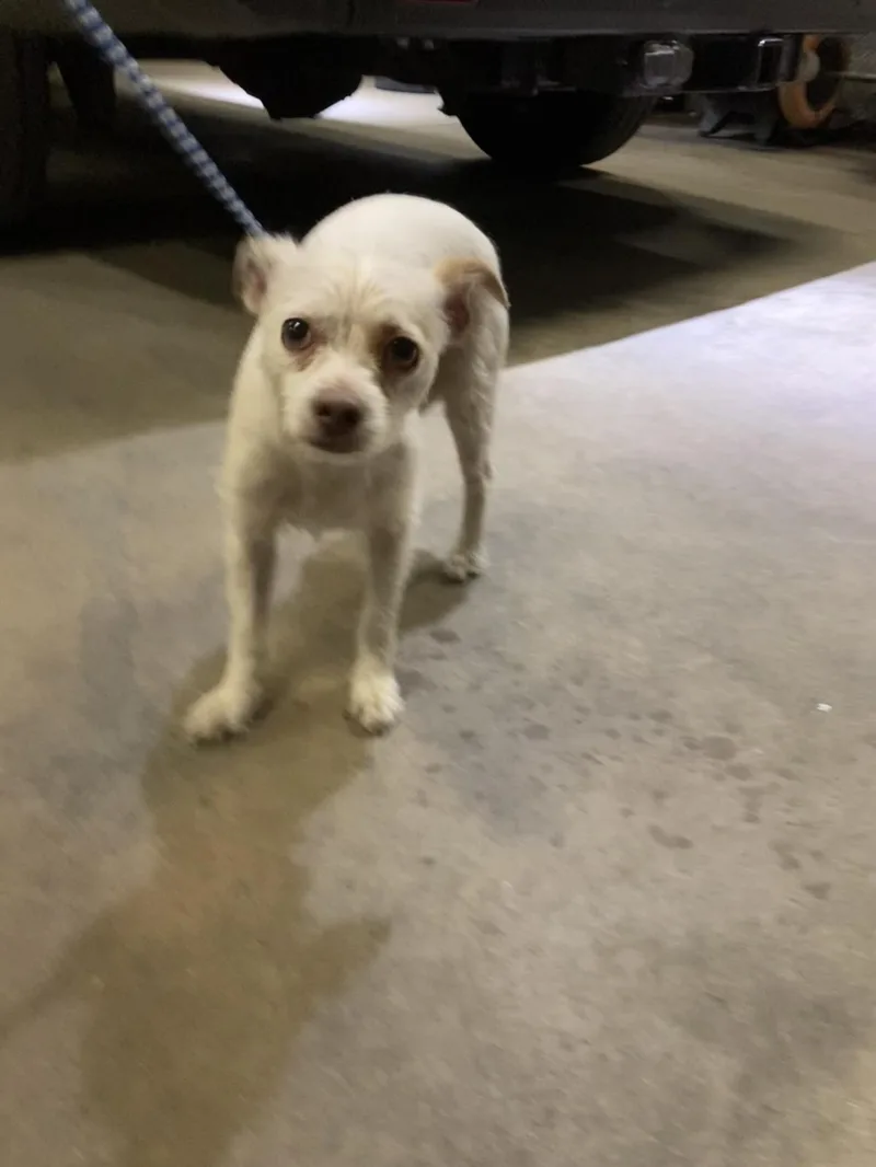 An adult small-sized male Mixed Breed dog named Viktor for adoption in Dallas, TX