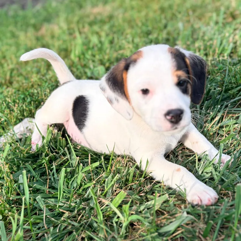 A baby small-sized male White / Cream Beagle dog named Fletcher for adoption in Cincinnati, OH
