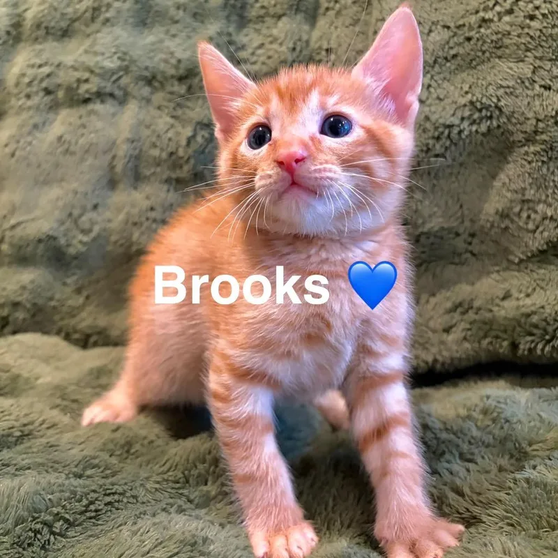 A baby medium-sized male Domestic Short Hair cat named Brooks for adoption in San Pedro, CA