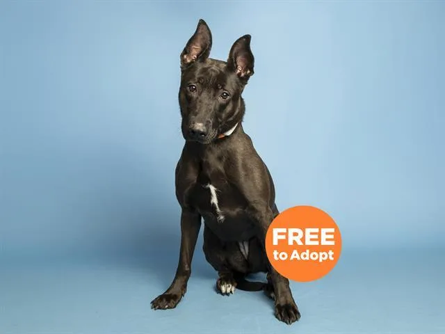 An adult large-sized female German Shepherd Dog dog named Ziva for adoption in Phoenix, AZ