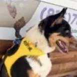 An adult medium-sized male Tricolor (Brown, Black, & White) Australian Shepherd dog named Rex for adoption in Louisburg, KS