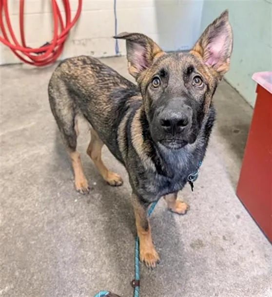 A young small-sized male German Shepherd Dog dog named Haji for adoption in Sacramento, CA