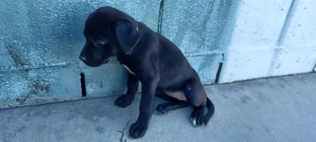 A baby medium-sized female Labrador Retriever dog named Rain for adoption in Baldwin Park, CA