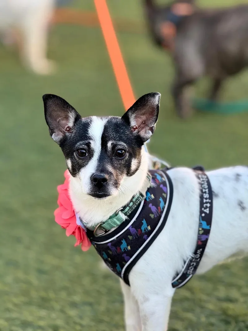 A young small-sized female Rat Terrier dog named Asha for adoption in San Francisco, CA