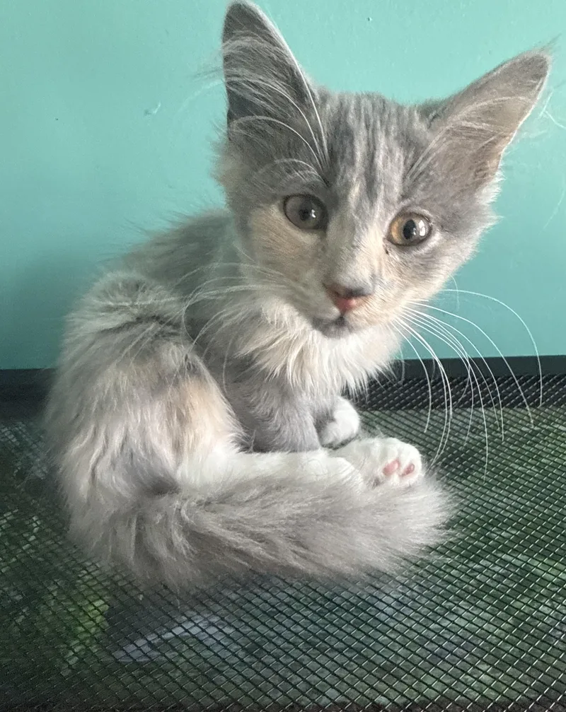 A baby small-sized female Domestic Long Hair cat named Willow for adoption in Sneads Ferry, NC