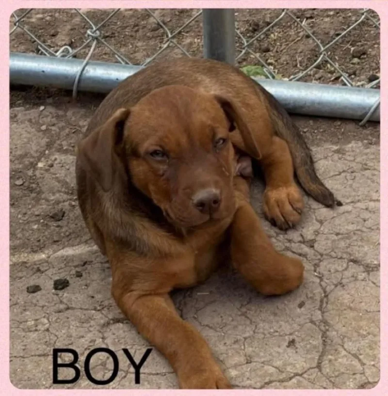 A baby medium-sized male Pit Bull Terrier dog named Duke for adoption in Lafayette, CO