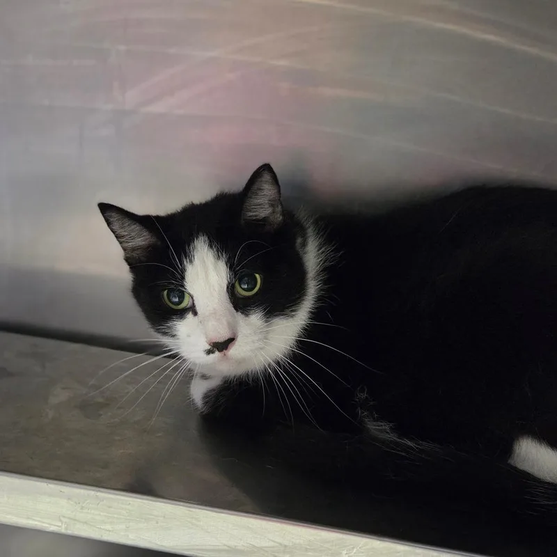 A senior large-sized male Black Domestic Short Hair cat named Golita for adoption in Charleston, WV