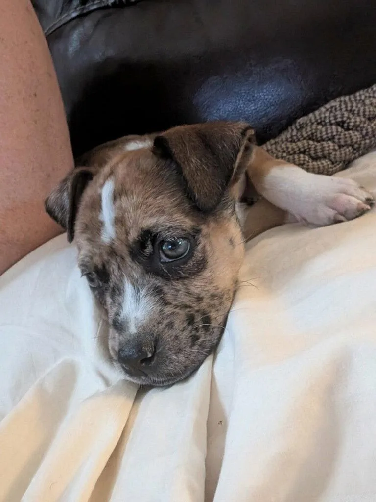 A baby large-sized male Shepherd dog named Leonardo for adoption in Holly Springs, NC