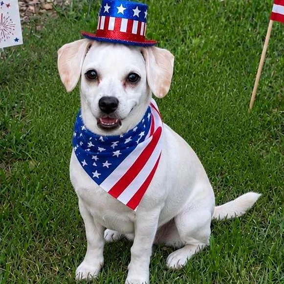 A baby small-sized male Chihuahua dog named Kylem for adoption in Locust Fork, AL