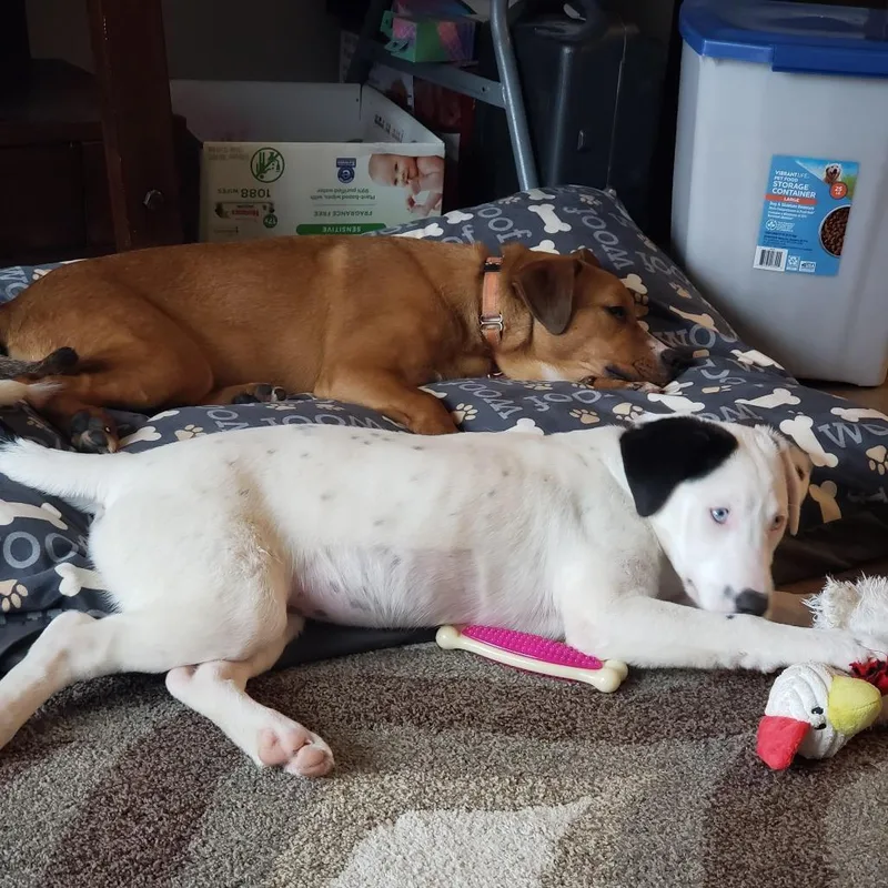An adult medium-sized male Yellow / Tan / Blond / Fawn Catahoula Leopard Dog dog named Kruiser for adoption in Green Bay, WI