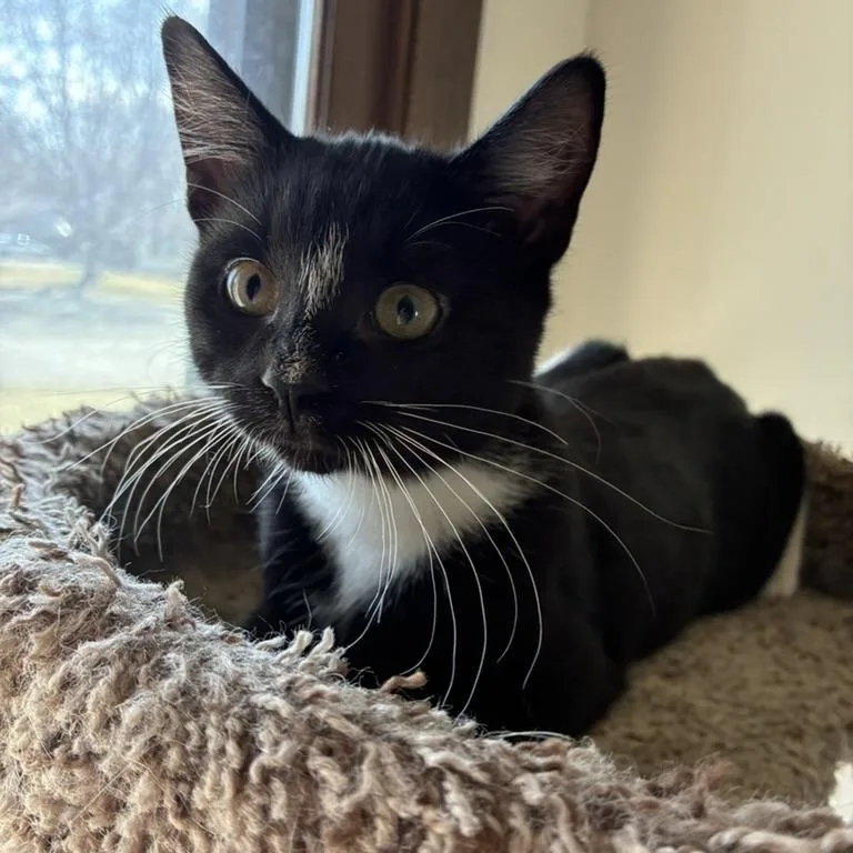 A baby medium-sized female Tuxedo cat named Penelope for adoption in Farmington, MN