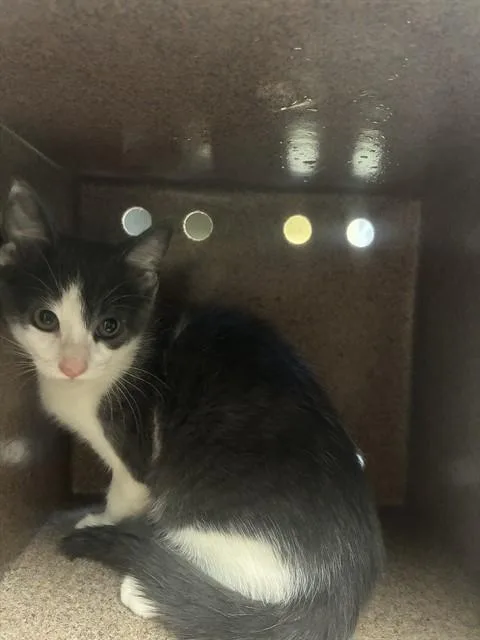 A baby medium-sized male Domestic Short Hair cat named Jonesboro for adoption in Cookeville, TN