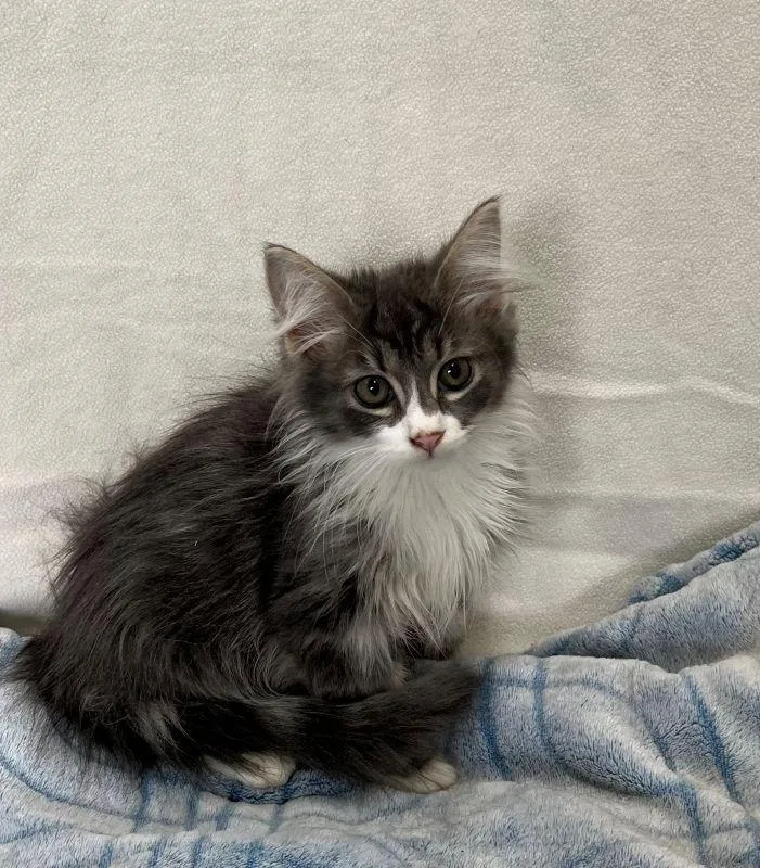 A baby medium-sized male Domestic Long Hair cat named Jet for adoption in Genoa, IL