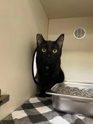 An adult medium-sized female Domestic Short Hair cat named Onyx for adoption in Fairfax, VA