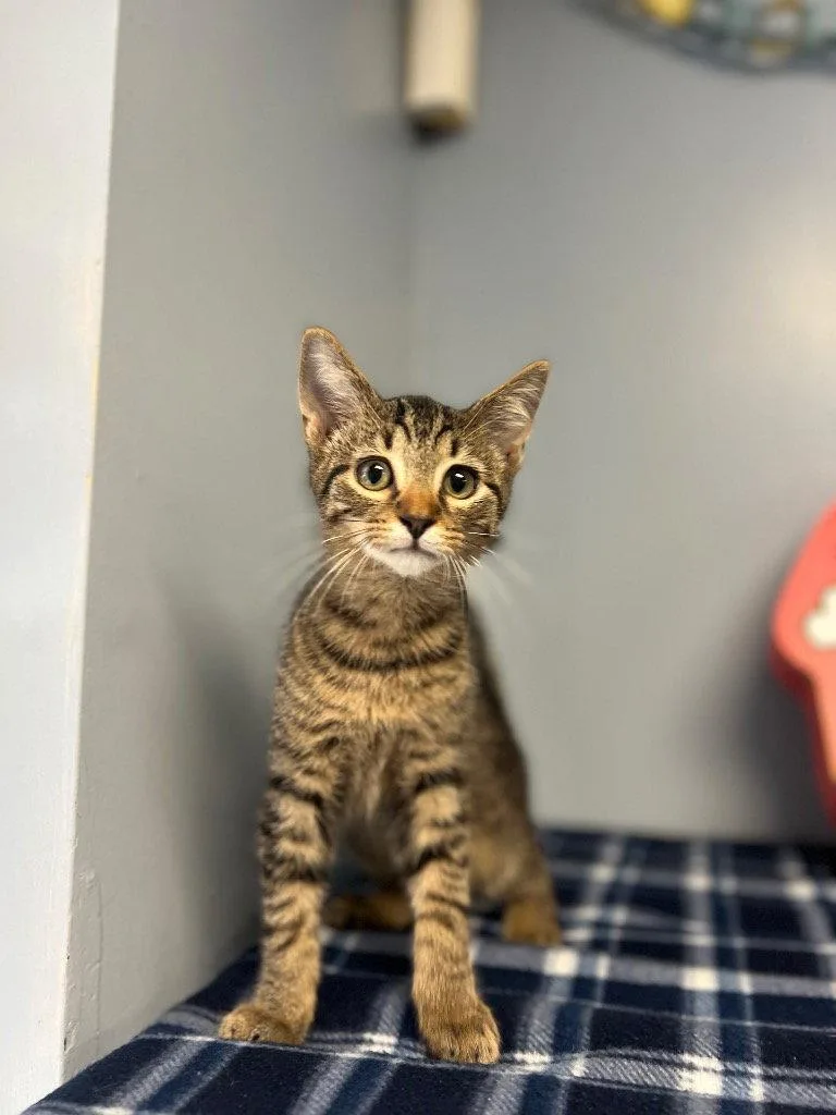 A baby small-sized male Domestic Short Hair cat named Harvey for adoption in Lovingston, VA